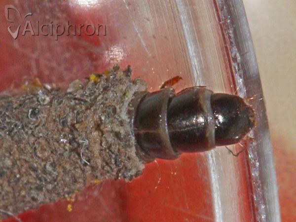 Taleporia politella