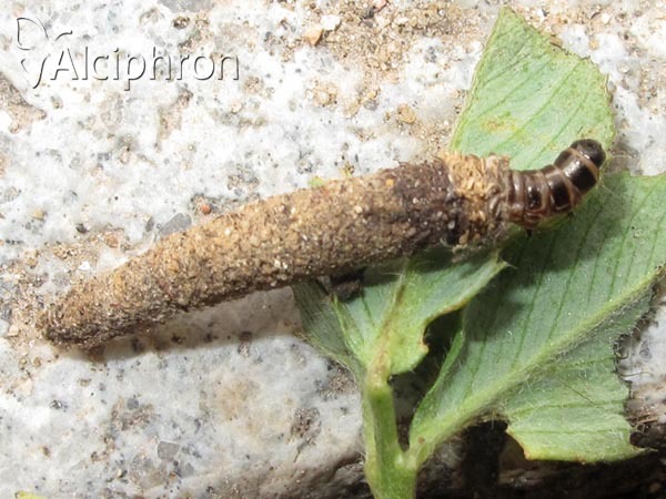 Taleporia tubulosa