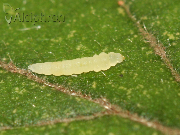 Phyllocnistis vitegenella