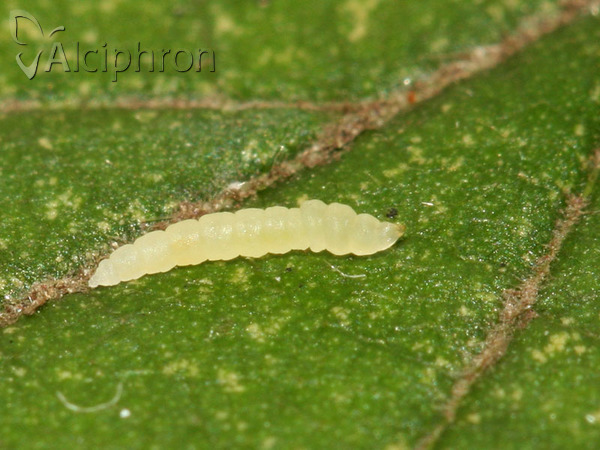 Phyllocnistis vitegenella