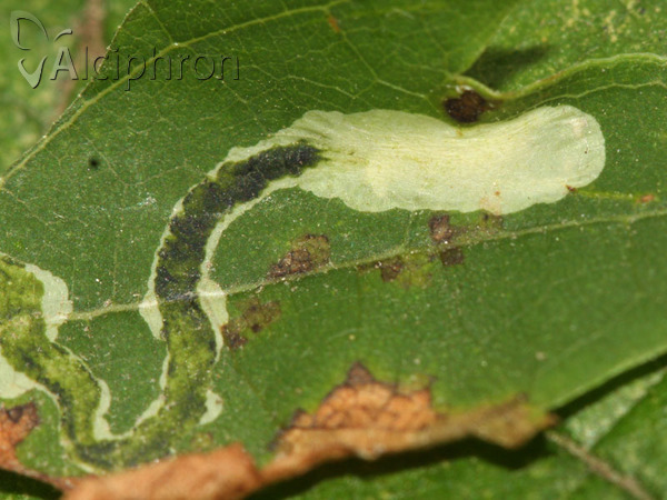Phyllocnistis vitegenella