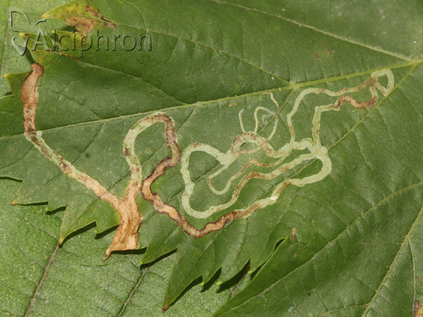 Phyllocnistis vitegenella