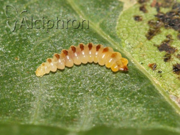 Cameraria ohridella