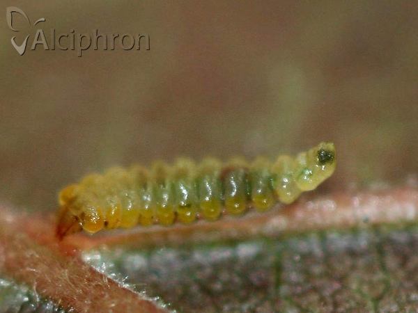 Cameraria ohridella