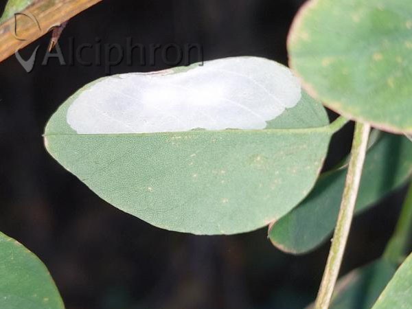 Phyllonorycter robiniella