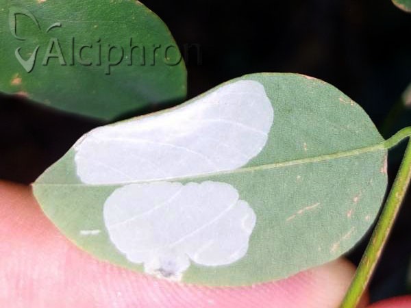 Phyllonorycter robiniella