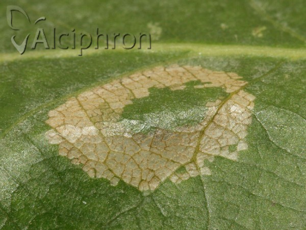 Phyllonorycter roboris