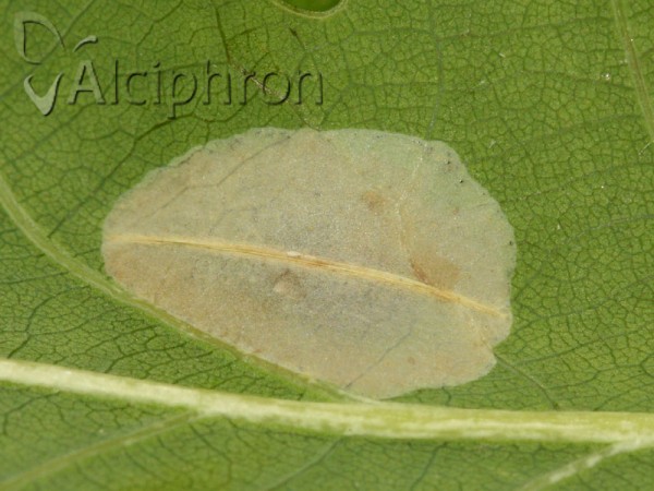 Phyllonorycter roboris