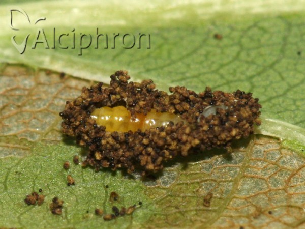 Phyllonorycter roboris