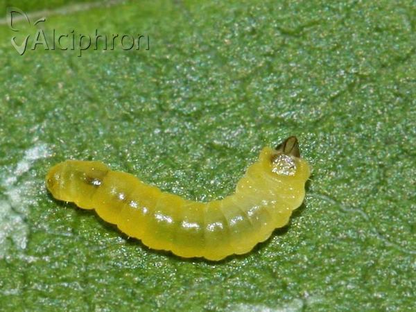 Phyllonorycter spinicolella
