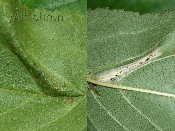 Phyllonorycter spinicolella
