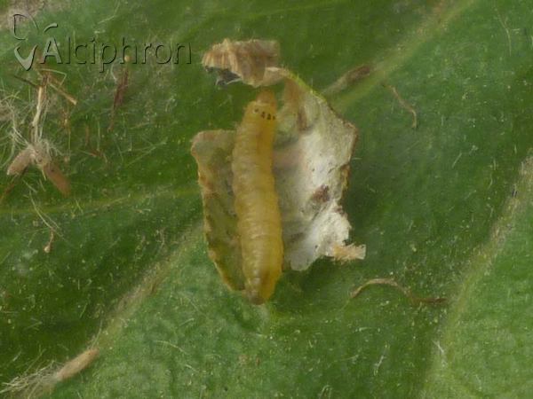 Parornix torquillella