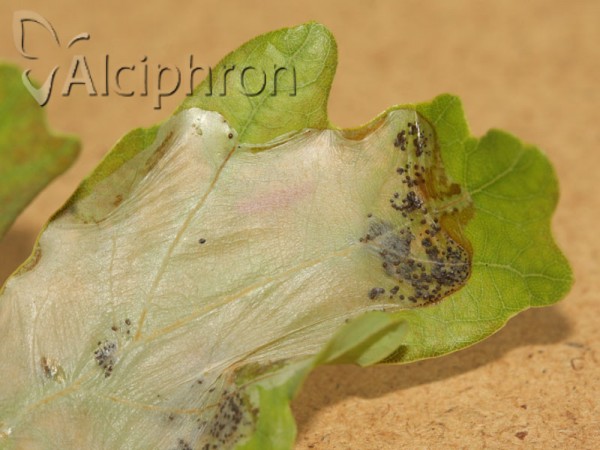 Acrocercops brongniardella