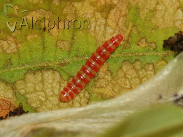 Acrocercops brongniardella