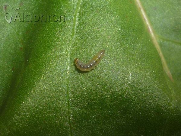 Calybites phasianipennella