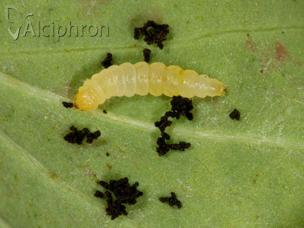 Euspilapteryx auroguttella