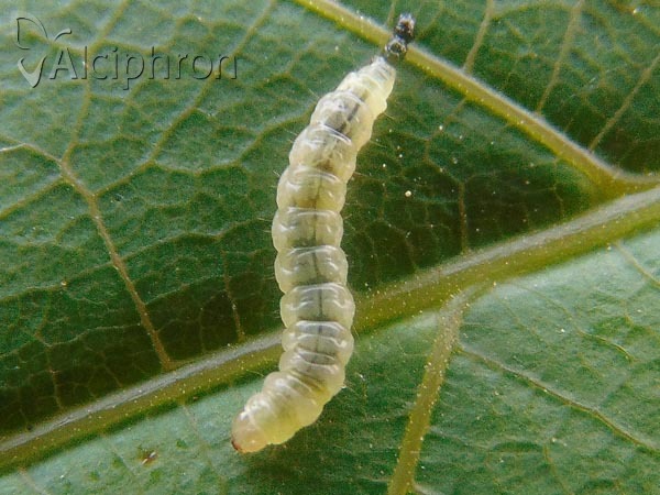 Caloptilia roscipennella
