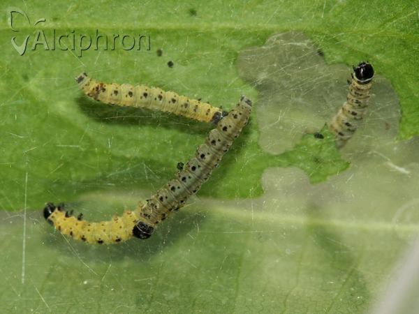 Yponomeuta cagnagella