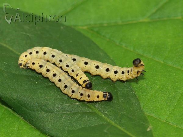 Yponomeuta cagnagella