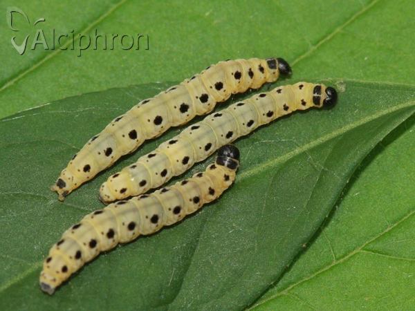 Yponomeuta cagnagella