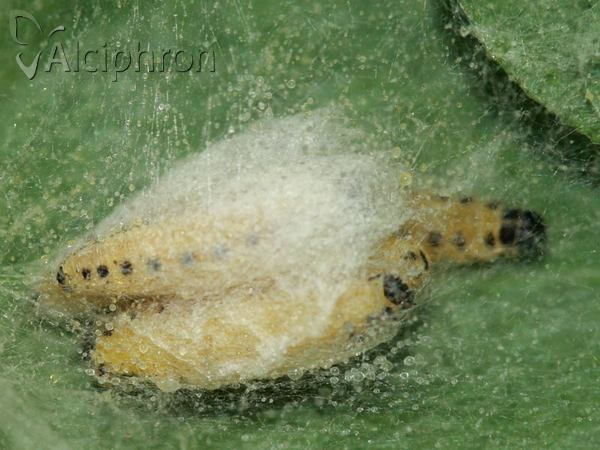 Yponomeuta cagnagella