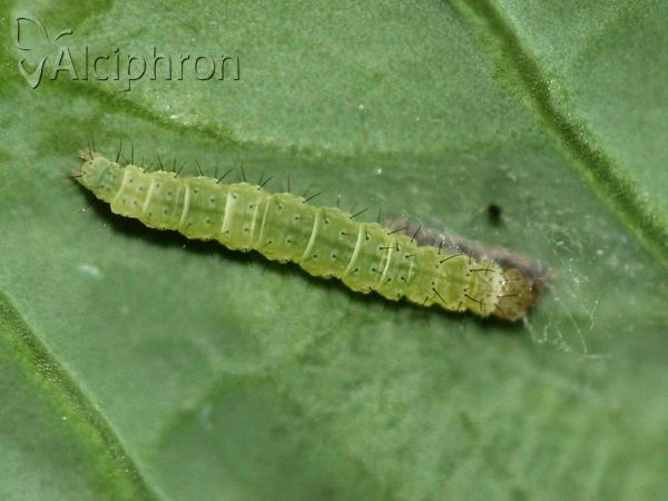 Plutella xylostella