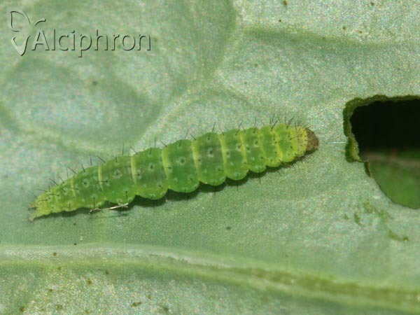 Plutella xylostella