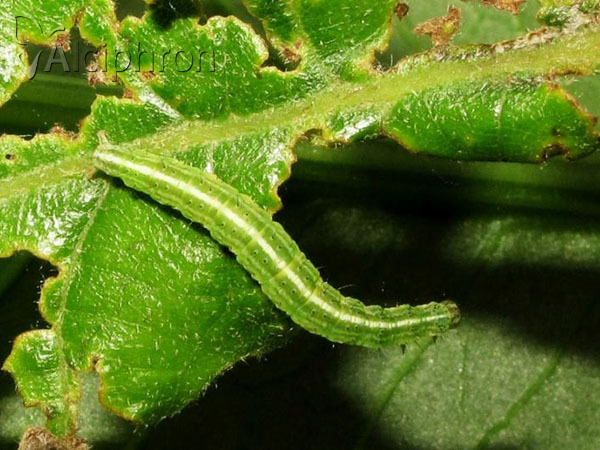 Ypsolopha scabrella