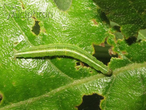 Ypsolopha scabrella
