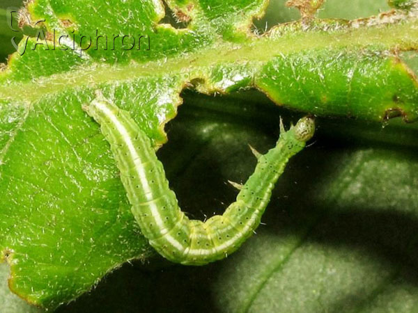 Ypsolopha scabrella