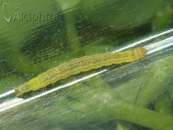 Ypsolopha ustella