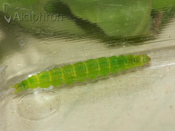 Ypsolopha ustella
