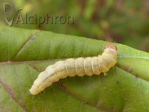 Diurnea fagella