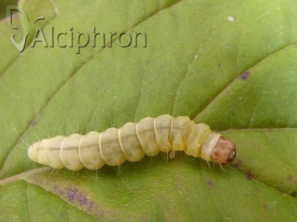 Diurnea fagella
