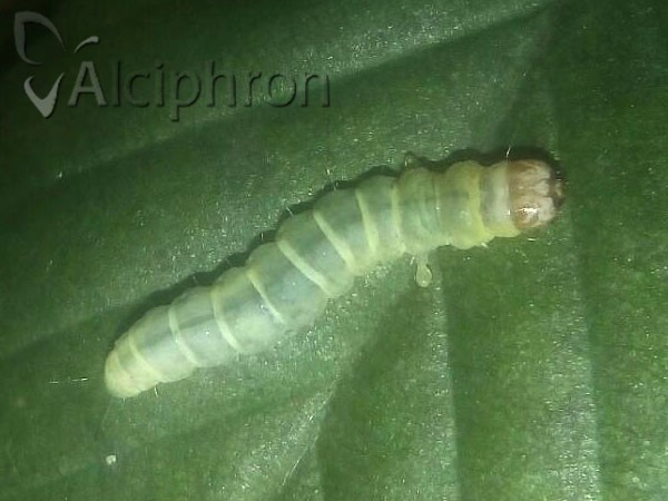 Diurnea fagella