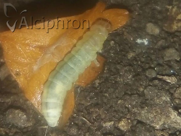 Diurnea fagella