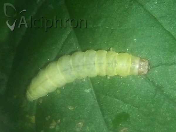 Diurnea fagella