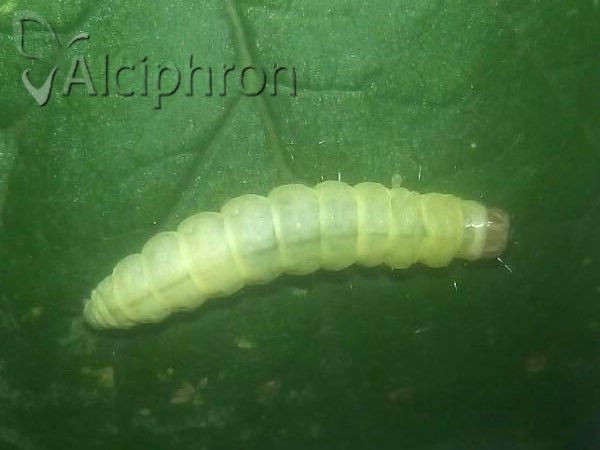 Diurnea fagella
