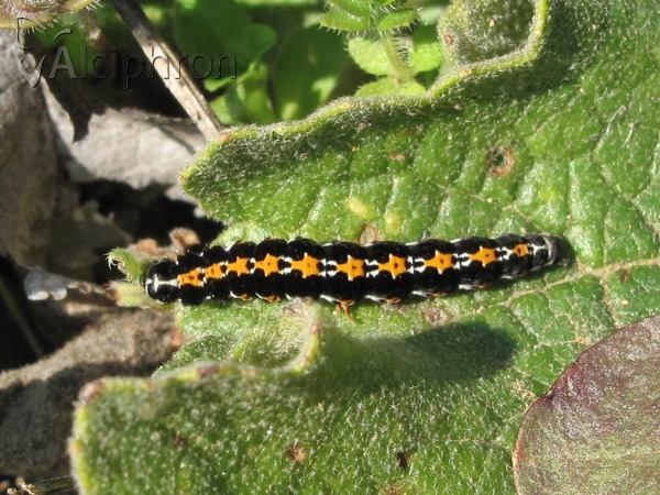 Ethmia candidella