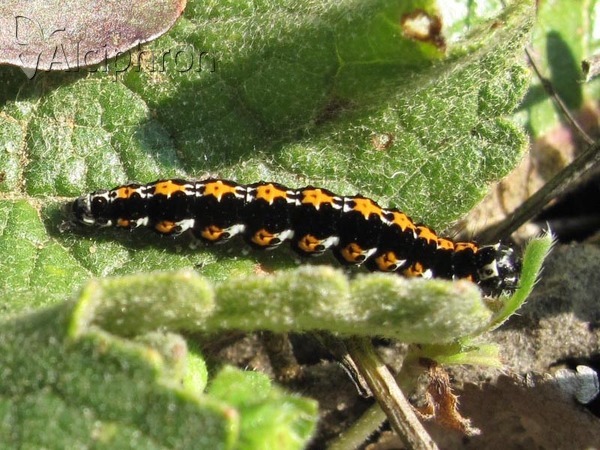 Ethmia candidella