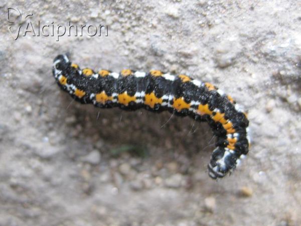 Ethmia candidella