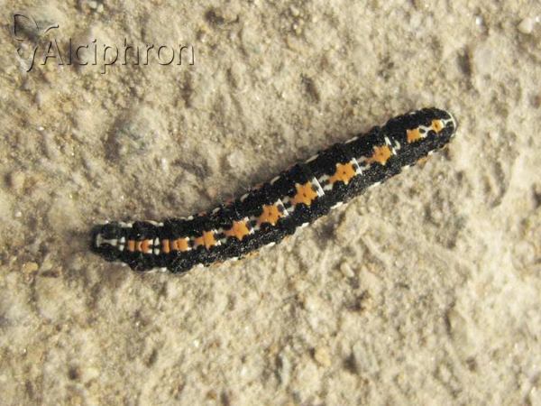 Ethmia candidella