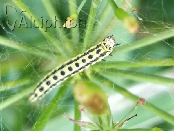 Depressaria chaerophylli