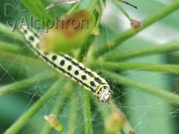 Depressaria chaerophylli