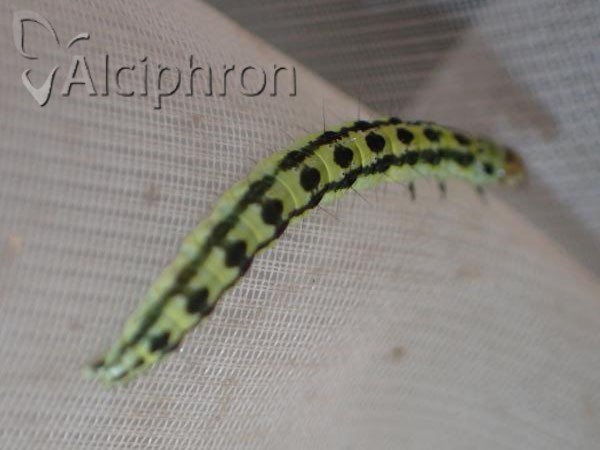 Depressaria chaerophylli