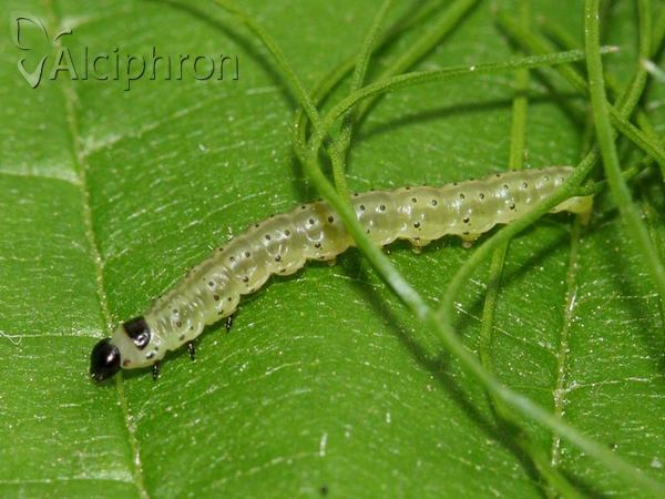 Agonopterix ciliella