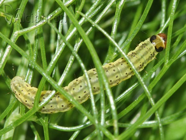 Agonopterix ciliella