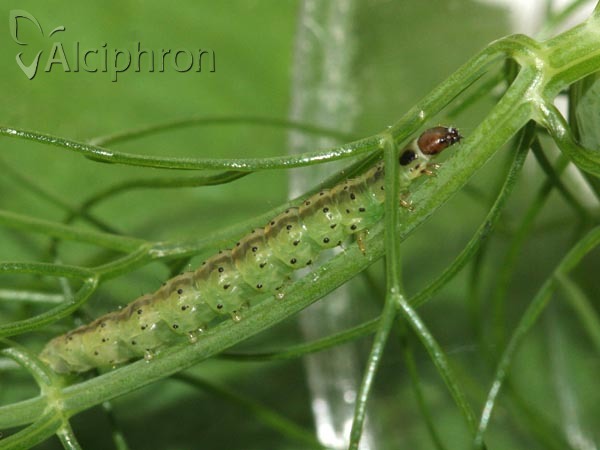 Agonopterix ciliella