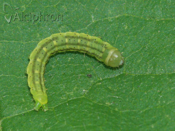 Agonopterix alstromeriana