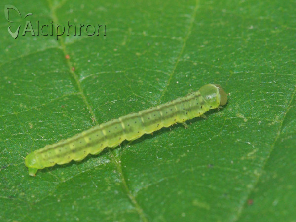 Agonopterix alstromeriana